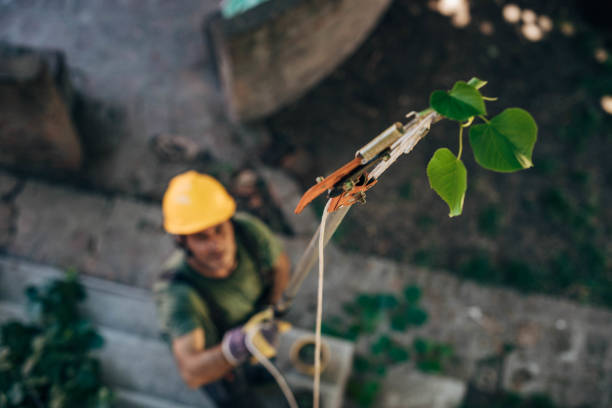 How Our Tree Care Process Works  in  Waverly, IL