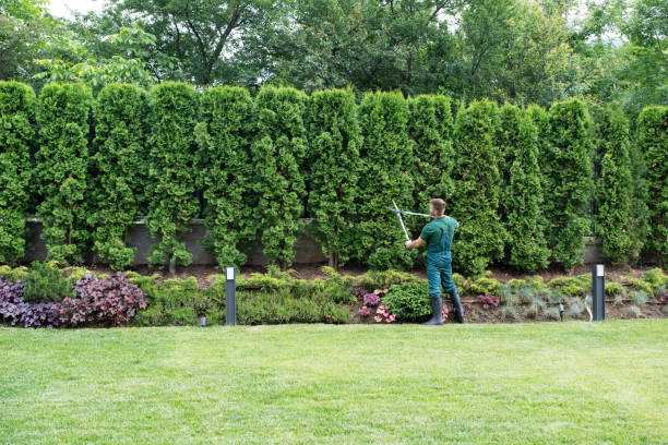 Trusted Waverly, IL Tree Removal Experts