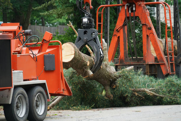 Best Tree Risk Assessment  in Waverly, IL